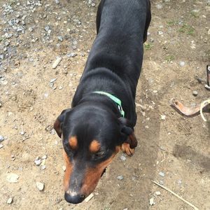 Meet your Posher, Robert